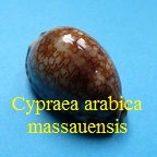 Cypraea arabica massauensis, Schilder 1922